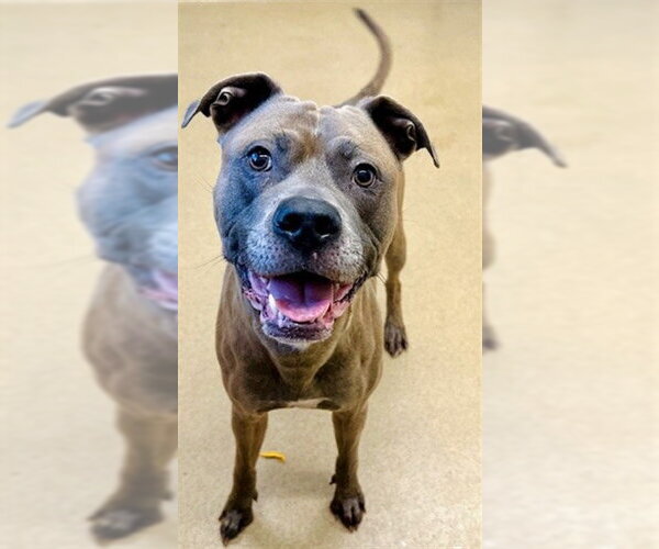 Medium Photo #1 American Pit Bull Terrier-Unknown Mix Puppy For Sale in Derwood, MD, USA