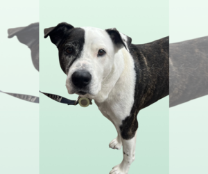 Mutt Dogs for adoption in Rockville, MD, USA