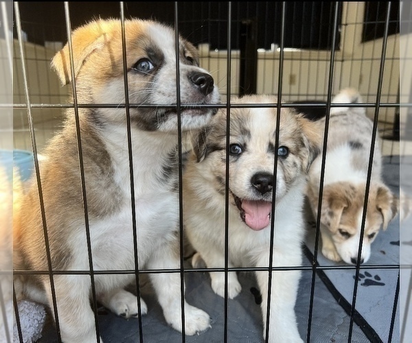 Medium Photo #7 Akita-Australian Shepherd Mix Puppy For Sale in NEWPORT NEWS, VA, USA