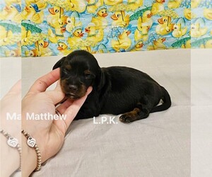 Dachshund Puppy for sale in WINNSBORO, LA, USA