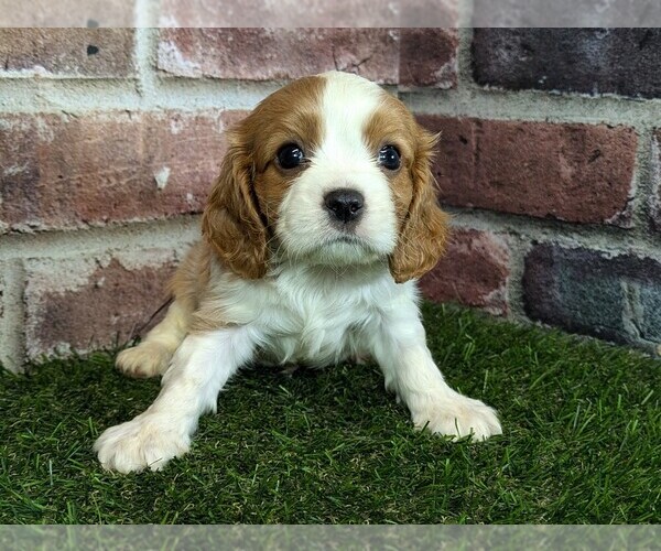 Medium Photo #1 Cavalier King Charles Spaniel Puppy For Sale in MOBERLY, MO, USA