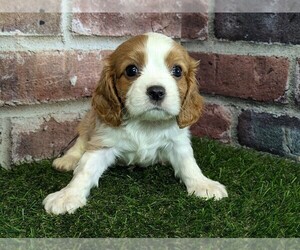 Cavalier King Charles Spaniel Puppy for sale in MOBERLY, MO, USA