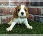 Small Cavalier King Charles Spaniel