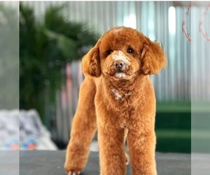 Father of the Miniature Bernedoodle puppies born on 04/30/2025