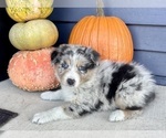 Small #6 Australian Shepherd