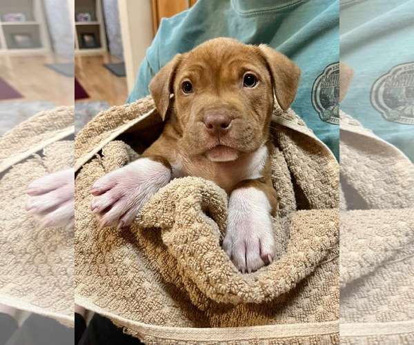 Medium Photo #7 Mutt Puppy For Sale in Derwood, MD, USA