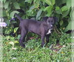 Small #1 Catahoula Leopard Dog-Labrador Retriever Mix
