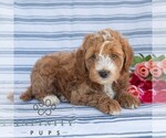 Small #3 Goldendoodle (Miniature)