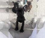 Small #2 French Bulldog