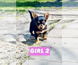 Yorkshire Terrier Puppy for sale in BUSHKILL, PA, USA