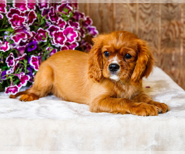 Medium Photo #5 Cavalier King Charles Spaniel Puppy For Sale in WAKARUSA, IN, USA