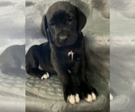 Small Photo #4 American Bandogge mastiff Puppy For Sale in FORT GARLAND, CO, USA