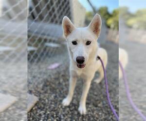 Siberian Husky Dogs for adoption in Palmetto, FL, USA