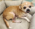 Small #1 Chihuahua Mix