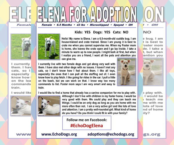 Medium Photo #6 Great Pyrenees-Unknown Mix Puppy For Sale in Hoffman Estates, IL, USA