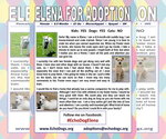 Small #5 Great Pyrenees Mix