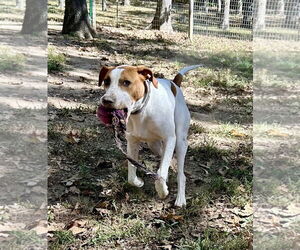 Pointer-Unknown Mix Dogs for adoption in Hillsboro, MO, USA