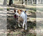 Small Pointer Mix