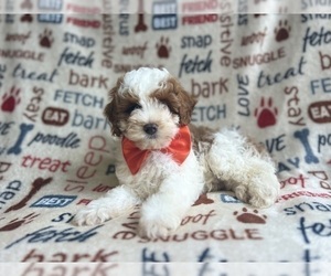 Cavapoo Puppy for sale in LAKELAND, FL, USA