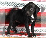 Small Photo #1 Mountain Cur Puppy For Sale in FREDERICKSBURG, OH, USA