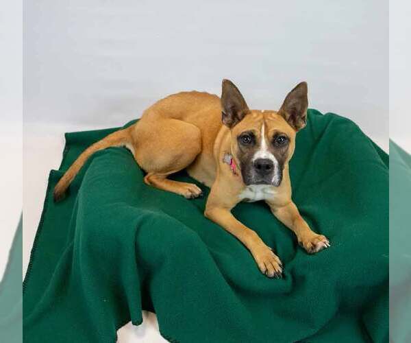 Medium Photo #6 Mutt Puppy For Sale in Kennesaw, GA, USA