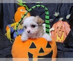 Small Photo #3 Malchi Puppy For Sale in LAGRANGE, KY, USA