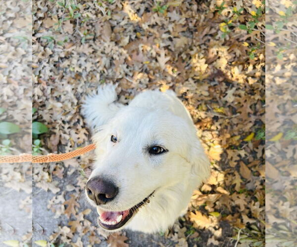 Medium Photo #6 Great Pyrenees Puppy For Sale in Spring, TX, USA