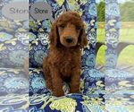 Small Photo #3 Poodle (Standard) Puppy For Sale in GARY, TX, USA