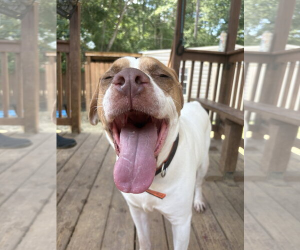 Medium Photo #4 Bulldog-Unknown Mix Puppy For Sale in Wetumpka, AL, USA