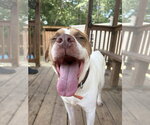 Small #3 Bulldog Mix