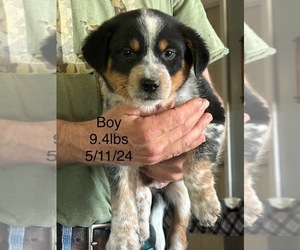 Texas Heeler Puppy for sale in MOBERLY, MO, USA