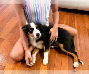 Miniature Australian Shepherd Puppy for sale in JACKSONVILLE, FL, USA