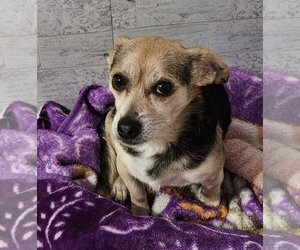 Mutt Dogs for adoption in Santa Clarita, CA, USA