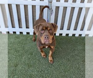 Rottweiler-Unknown Mix Dogs for adoption in Modesto, CA, USA