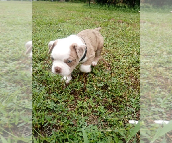 Medium Photo #2 Boston Terrier Puppy For Sale in LOXAHATCHEE, FL, USA