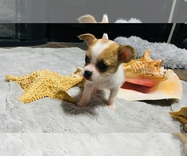 Medium Photo #6 Chorkie Puppy For Sale in GREEN ACRES, FL, USA