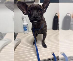 Chihuahua Dogs for adoption in Bakersfield, CA, USA