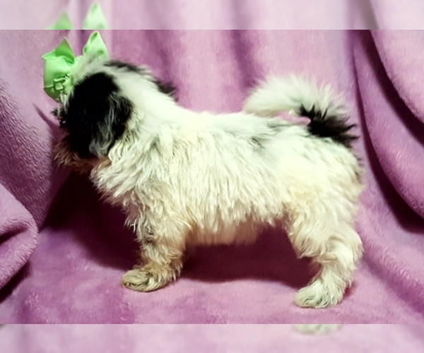 Medium Photo #7 ShihPoo Puppy For Sale in BUFFALO, MO, USA