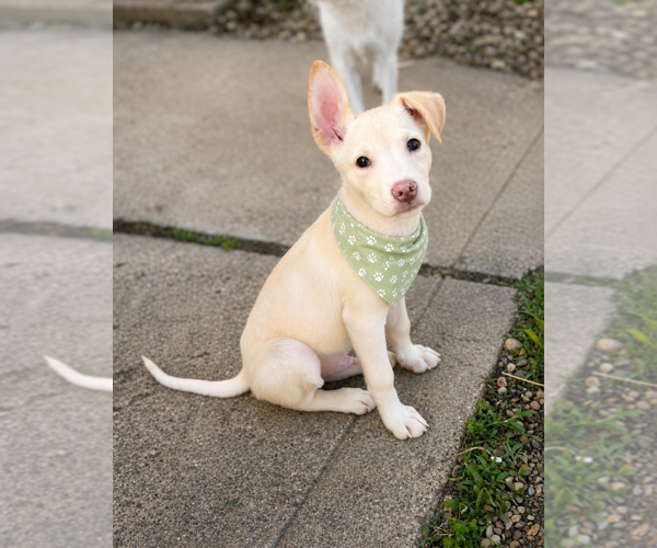 Medium Photo #5 Siberian Husky-Unknown Mix Puppy For Sale in Springdale, PA, USA