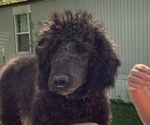 Small Photo #2 Labradoodle Puppy For Sale in VIENNA, IL, USA