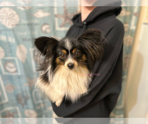 Mother of the Papillon puppies born on 03/02/2025