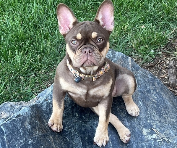 Medium Photo #1 French Bulldog Puppy For Sale in BRIGHTON, CO, USA