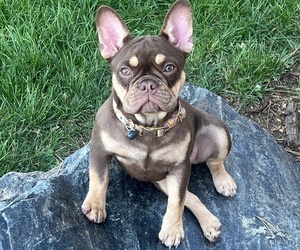 Mother of the French Bulldog puppies born on 06/10/2025