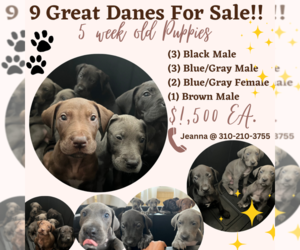 Great Dane Puppy for sale in DETROIT, MI, USA