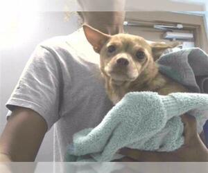 Chihuahua Dogs for adoption in Tallahassee, FL, USA