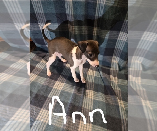 Medium Photo #4 Italian Greyhound Puppy For Sale in NESBIT, MS, USA