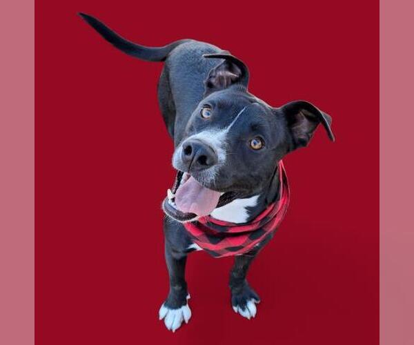 Medium Photo #1 American Pit Bull Terrier Puppy For Sale in Bakersfield, CA, USA