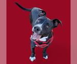 Small American Pit Bull Terrier