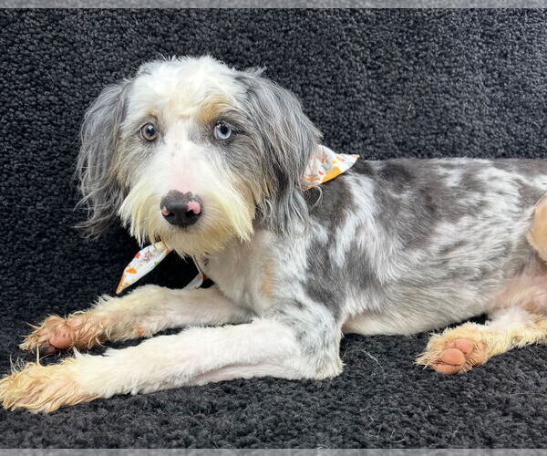 Medium Photo #3 Australian Shepherd-Unknown Mix Puppy For Sale in Grafton, WI, USA