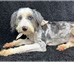Small #2 Australian Shepherd Mix